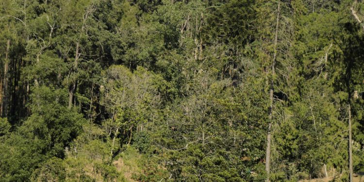 Alfa Romeo Giulietta: Raça italiana! 52