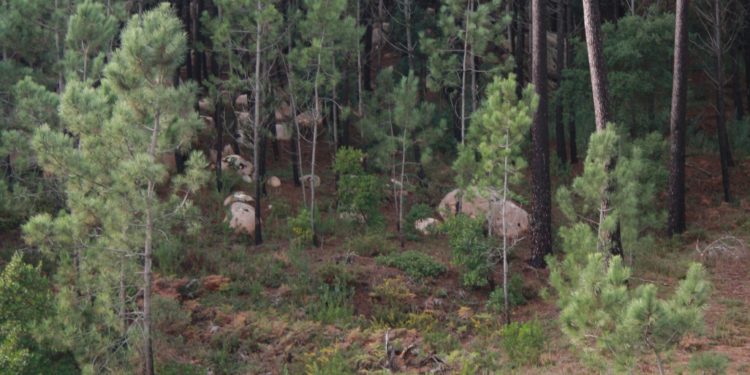 Renault Mégane Sport Tourer GT 205 EDC: Vida em modo "Sport". 22