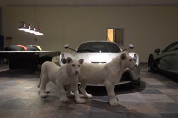 Esta garagem no Qatar tem Hiper Carros e Leões brancos. (Video) 16