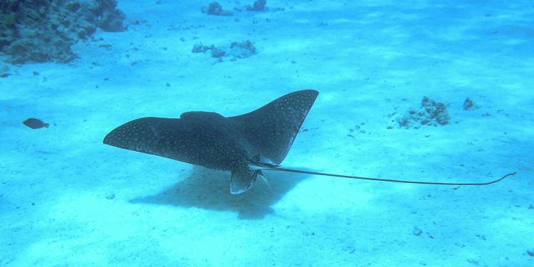 Um peixe chamado Manta: o lendário Opel celebra 50 Anos 23